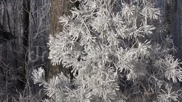 松树枝上美丽的冬霜雾视频的预览图