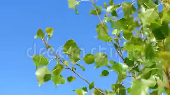 幼树的侧枝视频的预览图
