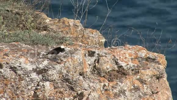 在岩石的顶部猎捕昆虫视频的预览图