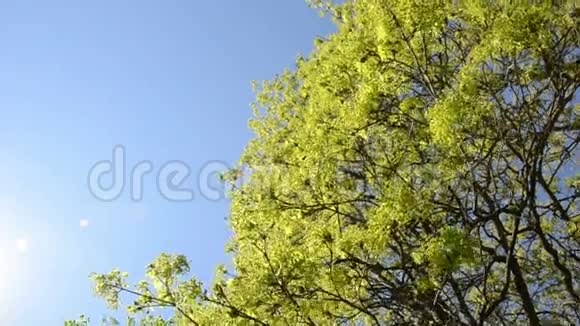 绿枫树枝头迎风招展蓝天视频的预览图