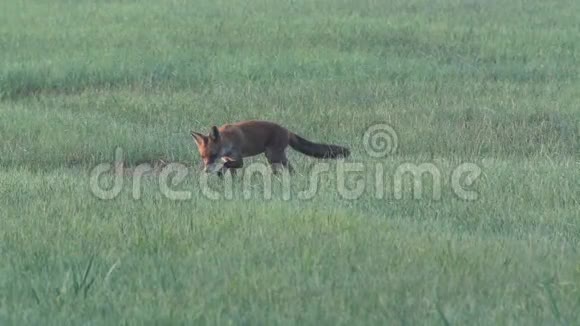 清晨的一只狐狸视频的预览图