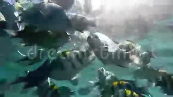 五颜六色的鱼在海里游泳视频的预览图