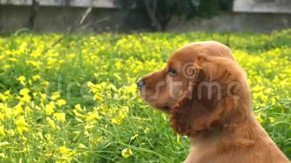 科克斯帕尼尔小狗在田野里视频的预览图