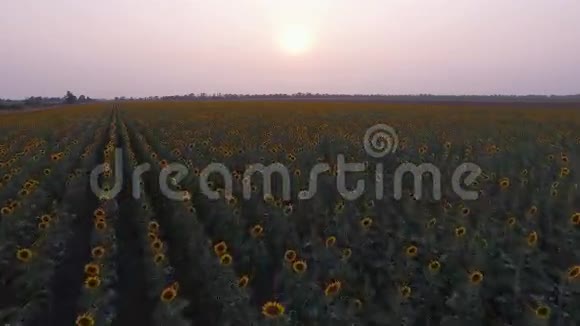 向日葵的空中景色视频的预览图