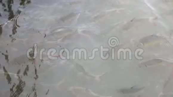 鱼在水上作为背景视频的预览图