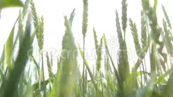 夏风盘自然背景下的麦田浪视频的预览图