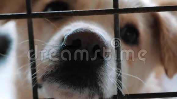 悲伤的狗在篱笆后面的避难所等待获救并被收养到新家的肖像动物收容所概念视频的预览图