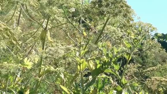 藤本药材植物开花视频的预览图