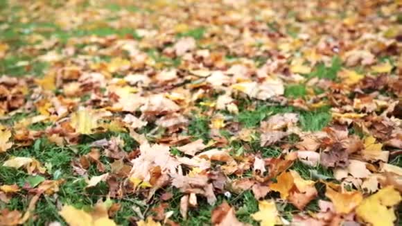 秋天的枫叶落在草地上视频的预览图