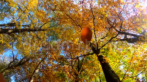 秋天的静物带着杯子留在木制的背景上视频的预览图