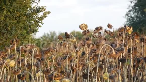 许多成熟干燥的向日葵秋天收获田野里的干向日葵视频的预览图