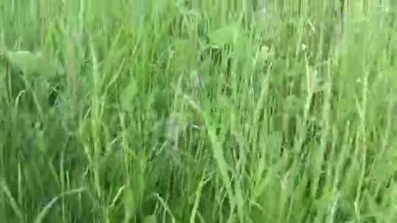 草地上的绿茵场上的主观镜头视频的预览图