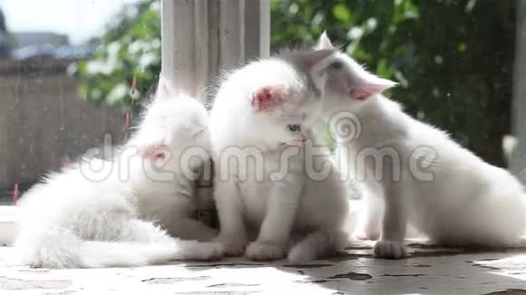 三只小白猫洗视频的预览图