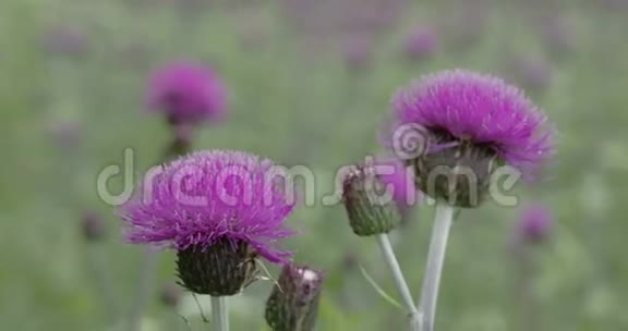 蓟植物FS7004KRAW奥德赛7Q的紫色花朵视频的预览图