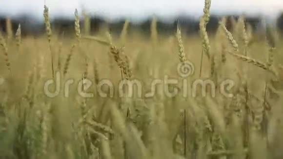 田间小麦穗的特写视频的预览图