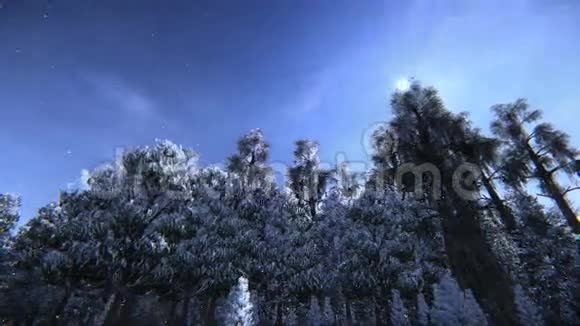 雪中松树视频视频的预览图