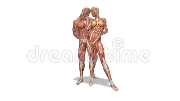 雄性在白色背景上以轴旋转的肌肉系统视频的预览图