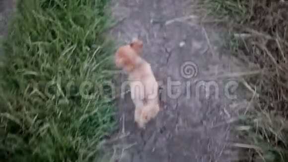 吉娃娃的一只小狗第一次在野外散步在大自然中玩耍视频的预览图