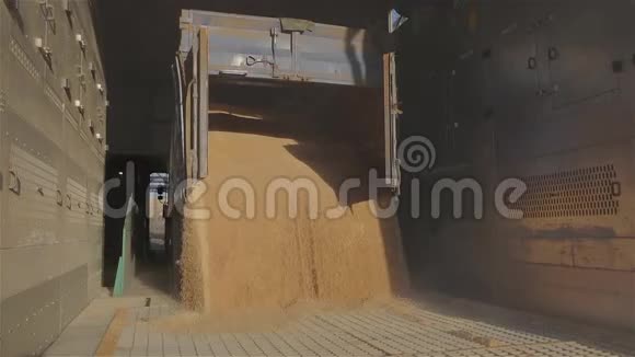有小麦的仓库把小麦运到仓库慢动作视频的预览图