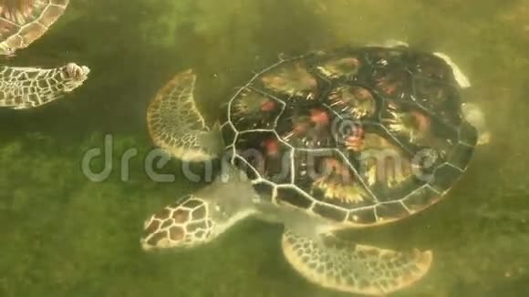 保育区泳池内的海龟视频的预览图