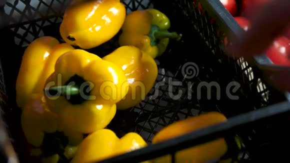 黄色的辣椒接近了视频的预览图