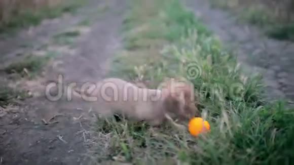 吉娃娃的一只小狗第一次在野外散步在大自然中玩耍视频的预览图
