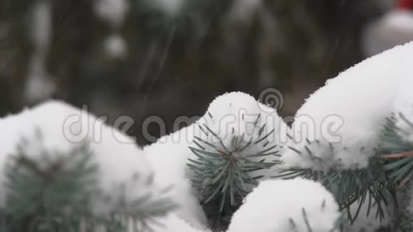 针叶树和大雪视频的预览图