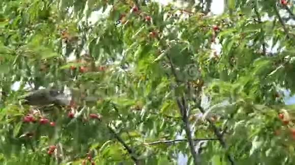 樱桃上常见的黑鸟视频的预览图