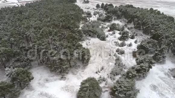 鸟瞰冬季松林冬季航空摄影视频的预览图