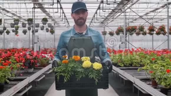 快乐的工业温室工人携带装满鲜花的盒子微笑和快乐的人与花他成长视频的预览图