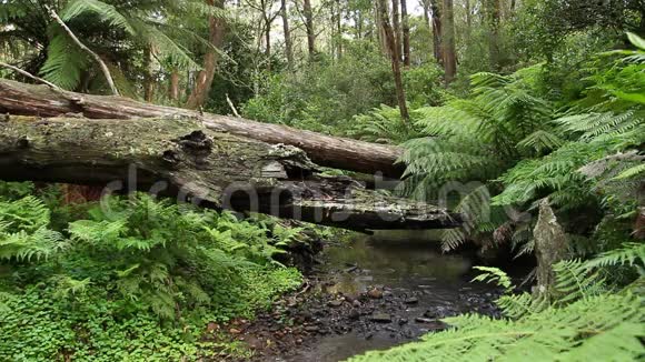 雨林澳大利亚景观视频的预览图