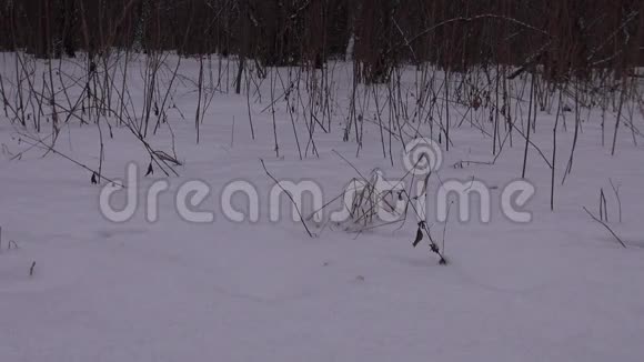 一个孩子和一个成年人在冬天在雪地公园散步视频的预览图
