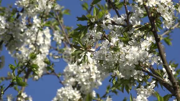 春暖花开的果树枝条特写4K视频的预览图
