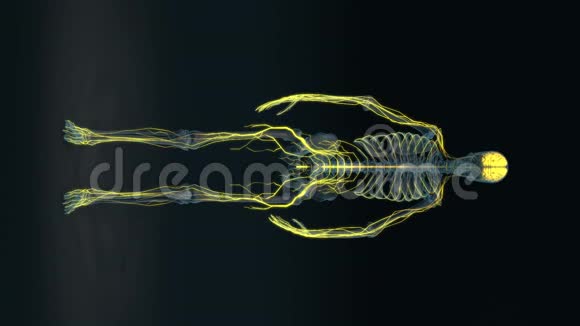 人体女性神经系统身体循环视频的预览图
