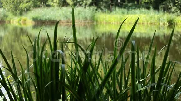 河岸上天然纯净的草视频的预览图