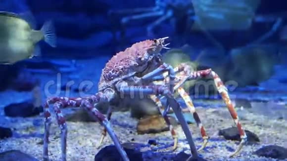 水族馆的蟹王海底深蓝色视频的预览图