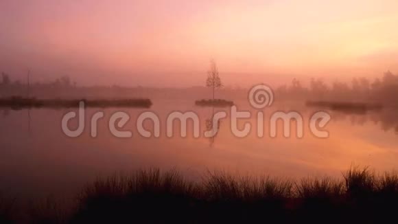 沼泽湖中央的小白桦树紫色的早晨神秘的森林里有平静的水位视频的预览图