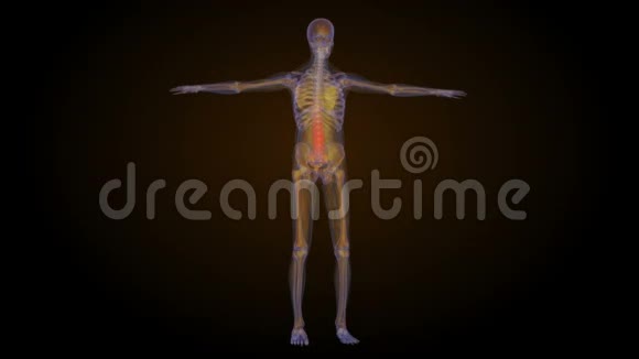 下背部脊柱疼痛的X线骨架动画视频的预览图
