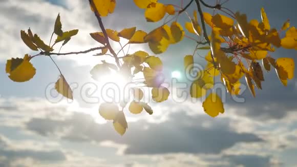 黄色的白杨阳光在蓝天背景下离去树叶森林美丽的阳光秋日的阳光视频的预览图