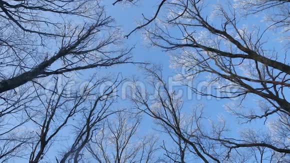 白雪覆盖的森林里的树梢映衬着蓝天的自然风光冬天视频的预览图