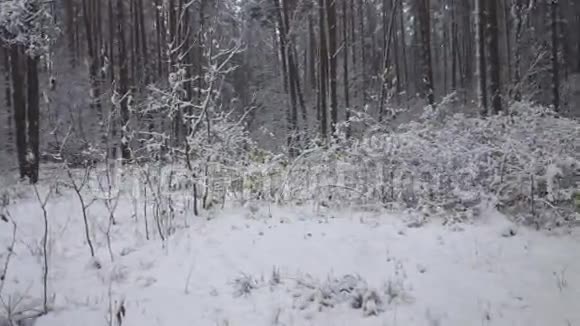 冬天的森林里下雪了视频的预览图