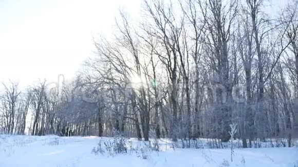 树木白雪冬田白雪自然景观阳光视频的预览图