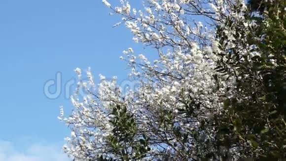 春日樱花盛开风视频的预览图