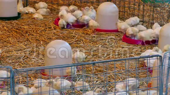 饲养火鸡的家禽养殖场视频的预览图
