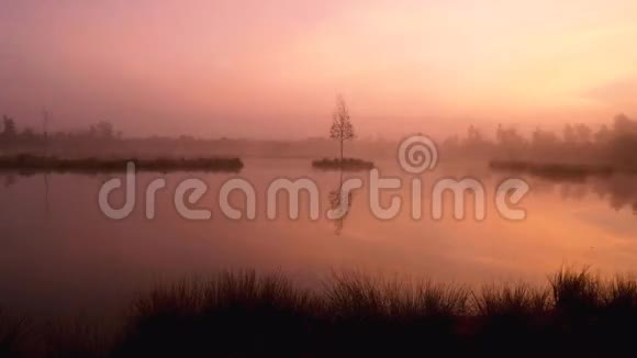 沼泽湖中央的小白桦树紫色的早晨神秘的森林里有平静的水位视频的预览图