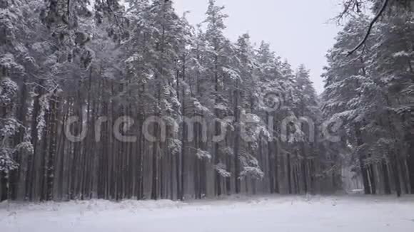 冬天的森林里下雪了视频的预览图