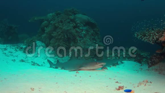 沙底白尖礁鲨鱼4k视频的预览图