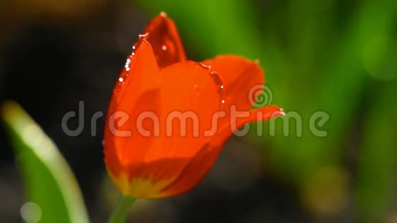 雨下的红色郁金香花视频的预览图
