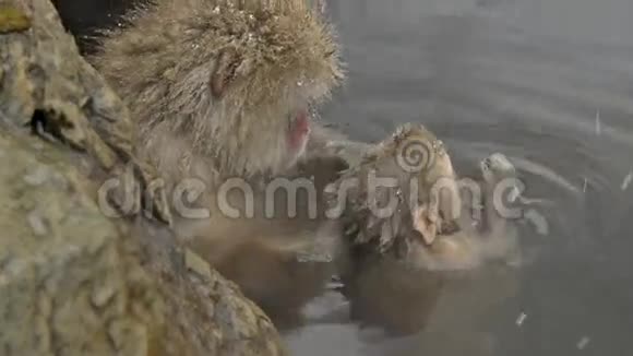 一只带着妈妈的小雪猴日本长野吉国视频的预览图
