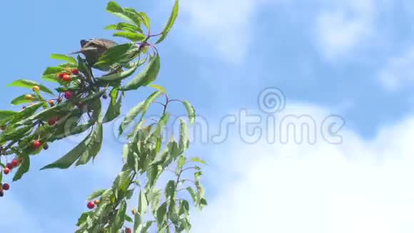 樱桃上常见的黑鸟视频的预览图